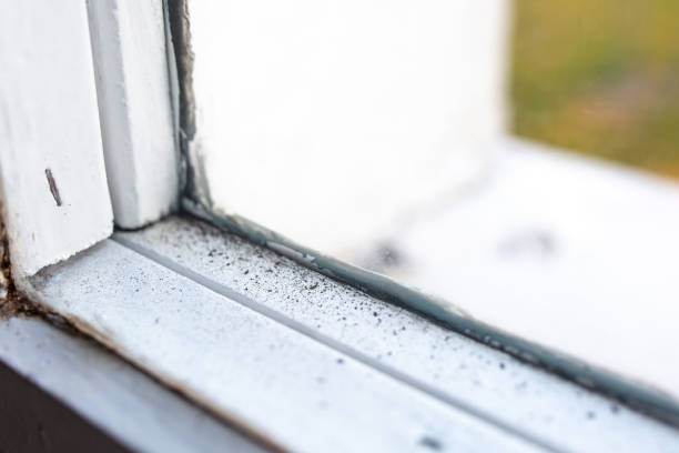 Best Black Mold Removal  in Madison, NE