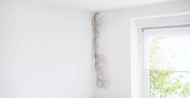 Best Biohazard Mold Removal  in Madison, NE