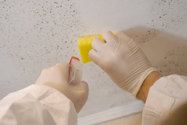 Best Mold Prevention Services  in Madison, NE