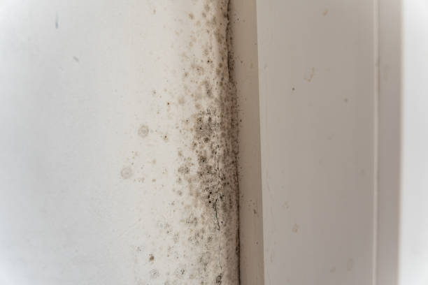 Best Comprehensive Air Testing for Mold Contaminants  in Madison, NE