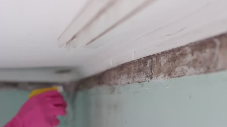 Best Mold Odor Removal Services  in Madison, NE