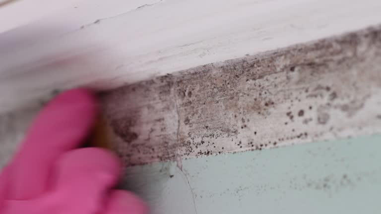Best Post-Construction Mold Inspection  in Madison, NE